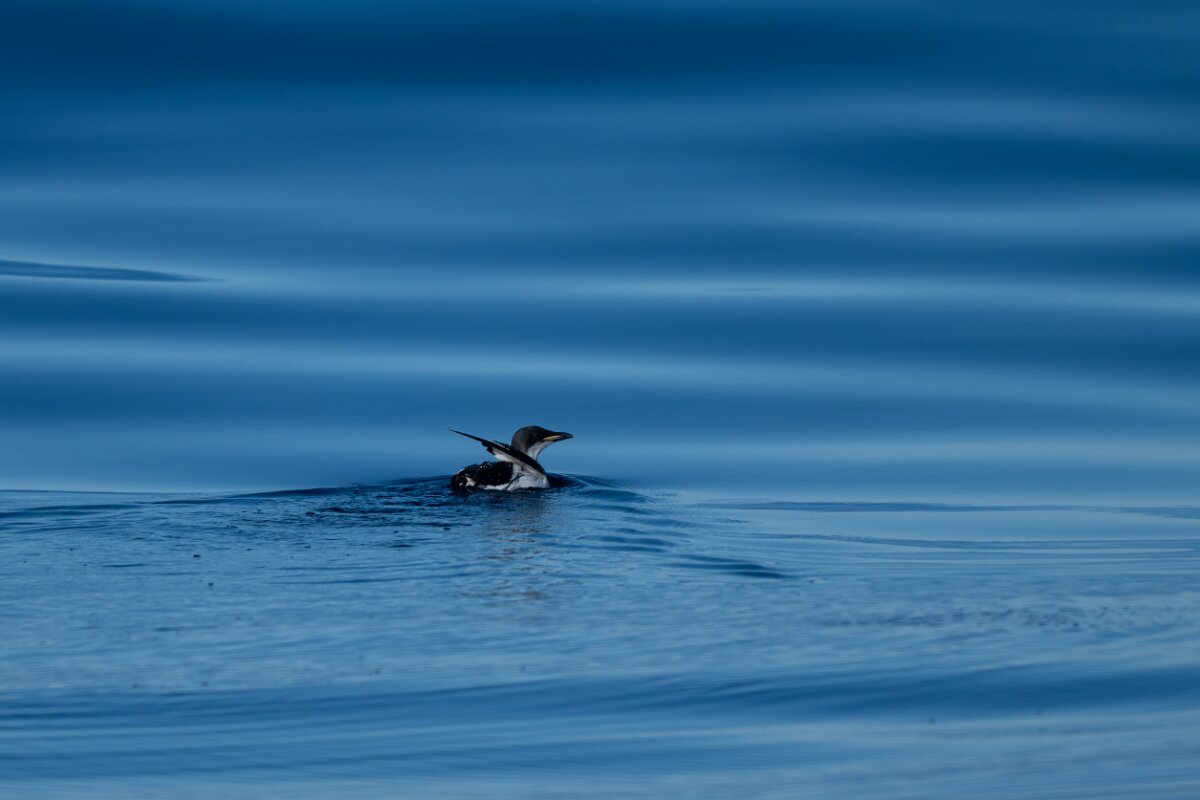 DPPhotography - Iceland - Brünnich's guillemot - D.jpg - Brunnich's guillemot - Eyjafjörður