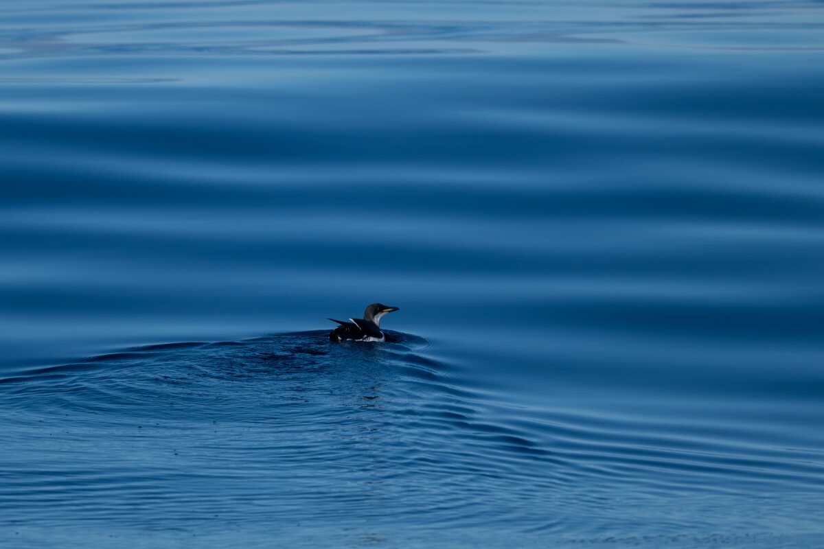 DPPhotography - Iceland - Brünnich's guillemot - E.jpg - Brunnich's guillemot - Eyjafjörður