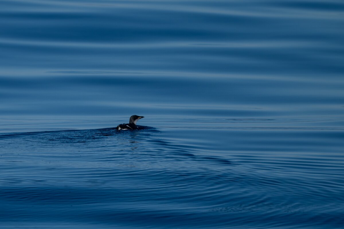 DPPhotography - Iceland - Brünnich's guillemot - F.jpg - Brunnich's guillemot - Eyjafjörður