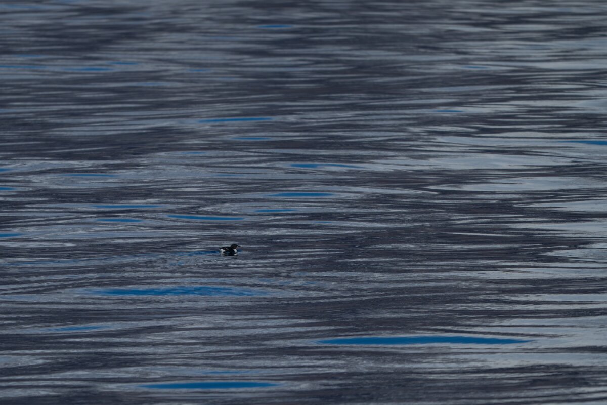 DPPhotography - Iceland - Brünnich's guillemot - G.jpg - Brunnich's guillemot - Eyjafjörður