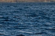 DPPhotography - Iceland - Brünnich's guillemot - A