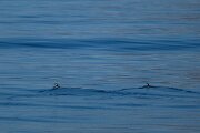 DPPhotography - Iceland - Brünnich's guillemot - C