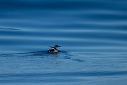 DPPhotography - Iceland - Brünnich's guillemot - D
