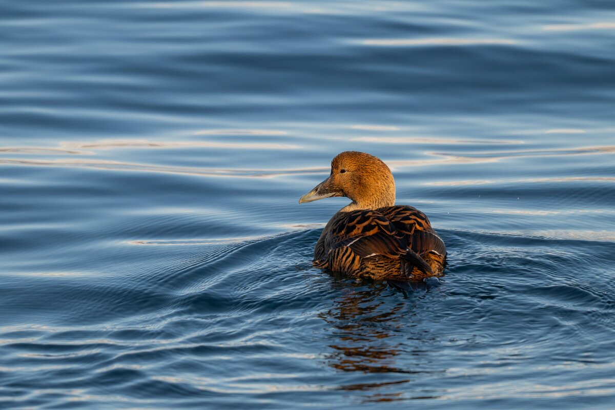 DPPhotography - Iceland - Common eider - A.jpg - Common eider, female - Árskógssandur harbour