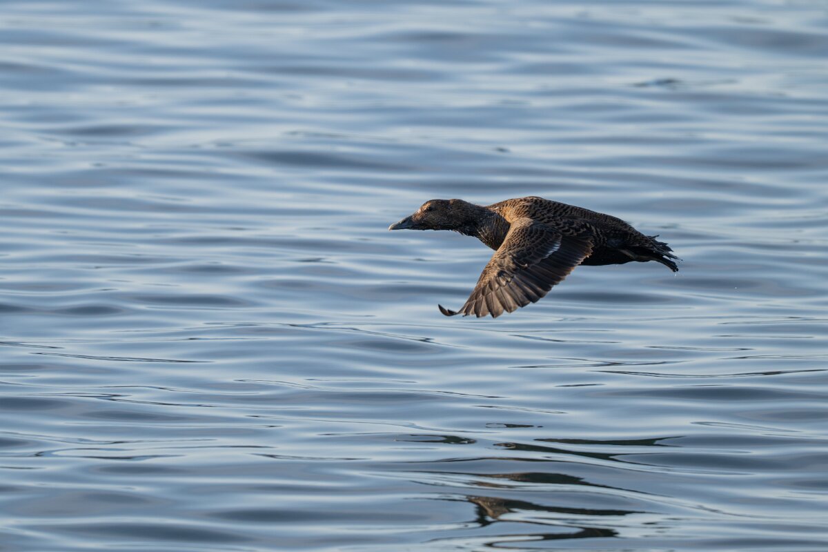 DPPhotography - Iceland - Common eider - AA.jpg - Common eider, female flying - Húsavík Harbour