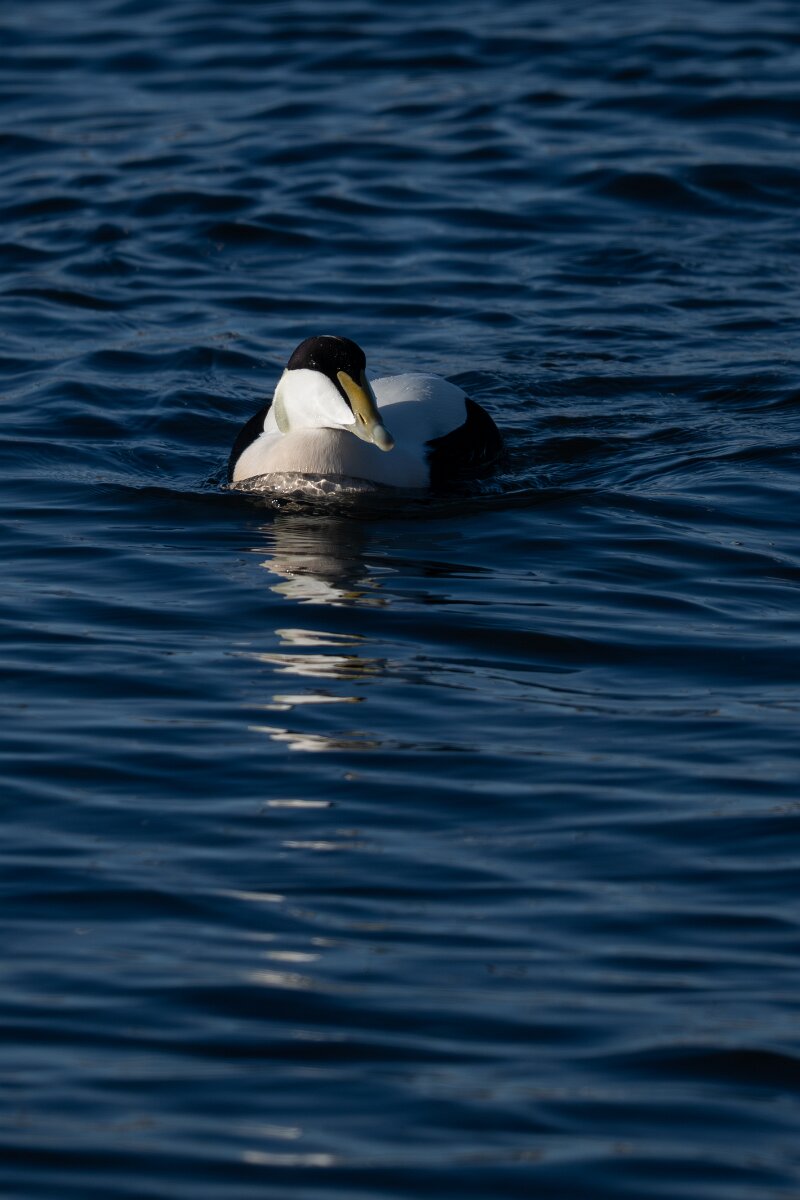 DPPhotography - Iceland - Common eider - AB.jpg - Common eider, male - Húsavík Harbour