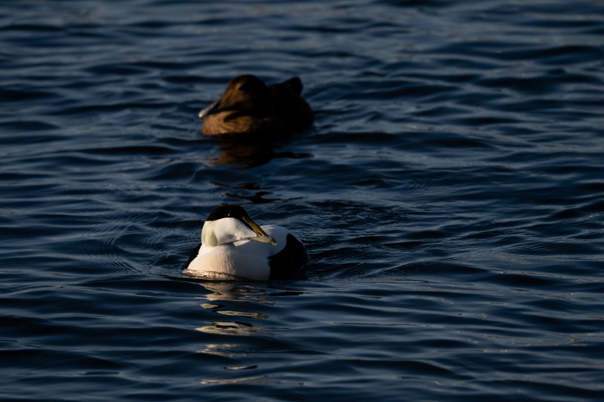 DPPhotography - Iceland - Common eider - AC.jpg - Common eider, pair - Húsavík Harbour