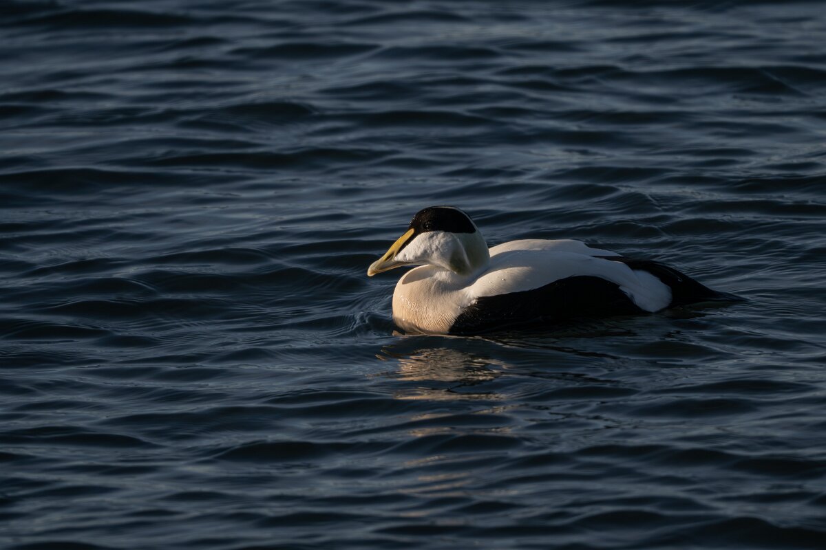 DPPhotography - Iceland - Common eider - AF.jpg - Common eider, male - Húsavík Harbour