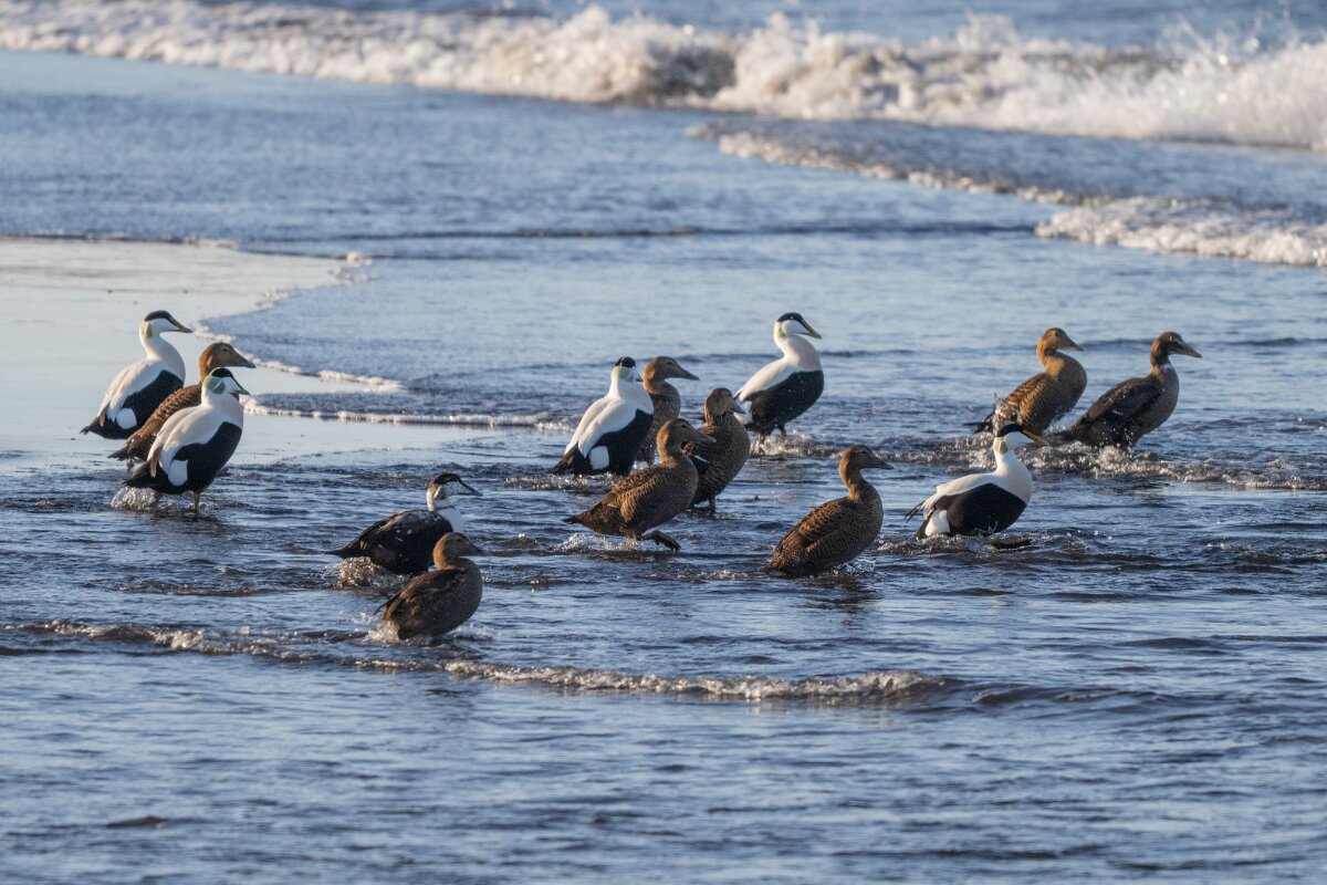 DPPhotography - Iceland - Common eider - AG.jpg - Common eider, flock on beach - Húsavík Harbour