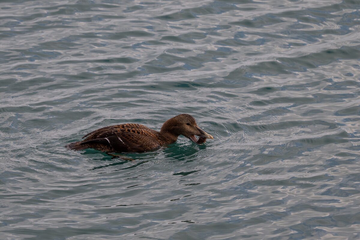 DPPhotography - Iceland - Common eider - AH.jpg - Common eider, eating sea urchin - Keflavíkurhöfn