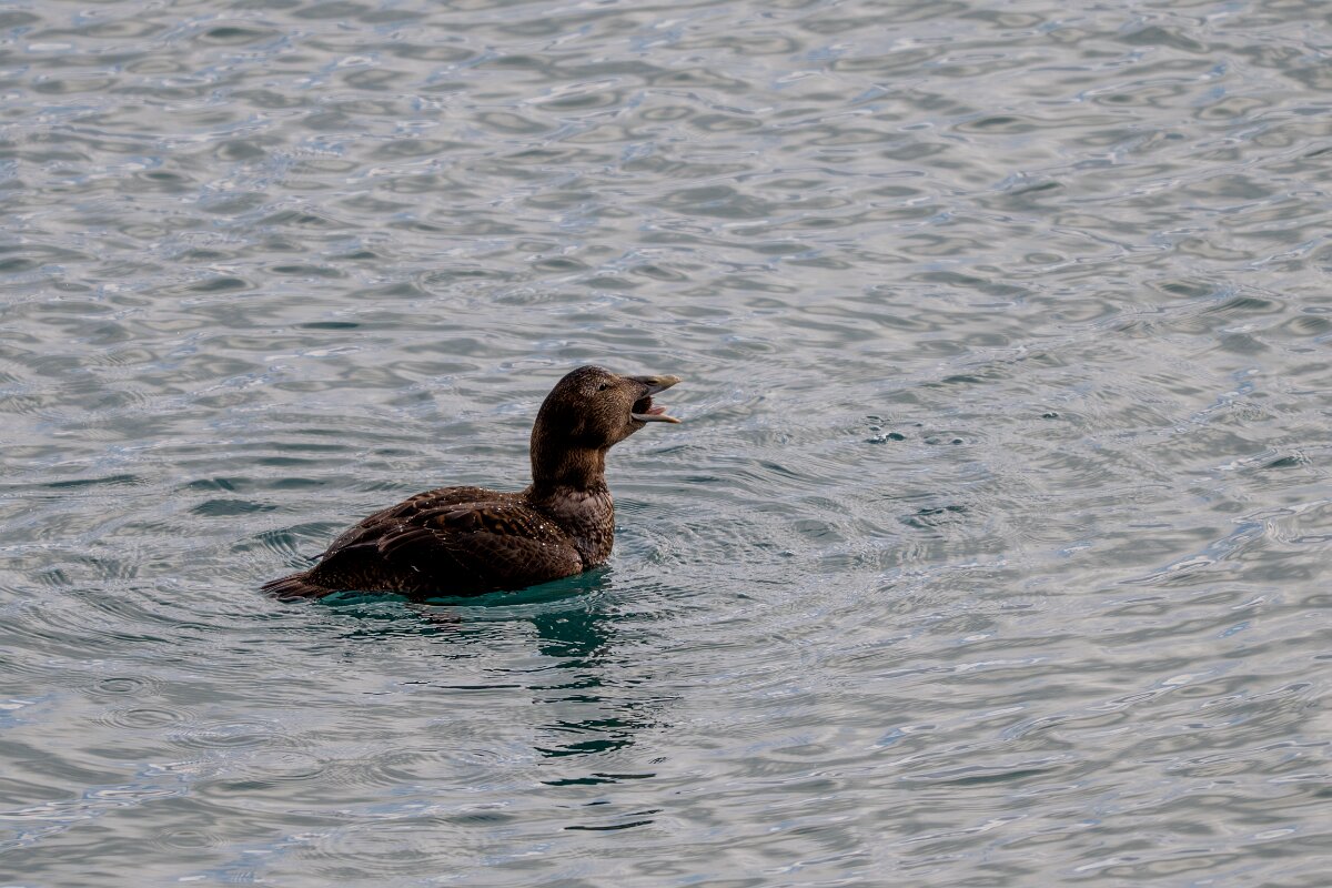 DPPhotography - Iceland - Common eider - AJ.jpg - Common eider, eating sea urchin - Keflavíkurhöfn