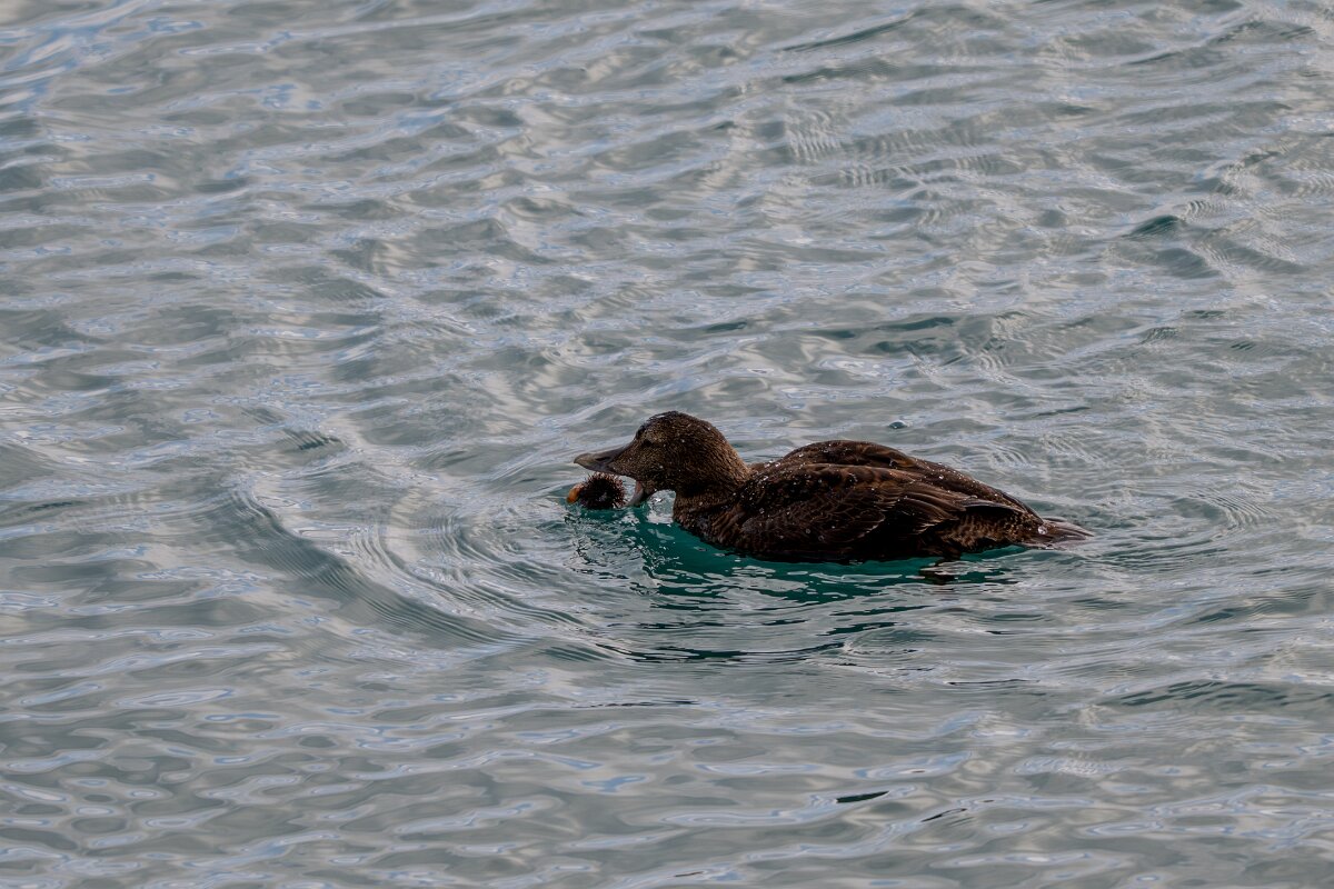 DPPhotography - Iceland - Common eider - AK.jpg - Common eider, eating sea urchin - Keflavíkurhöfn