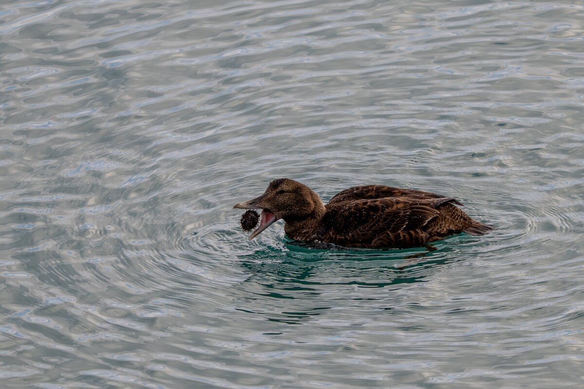 DPPhotography - Iceland - Common eider - AN.jpg - Common eider, eating sea urchin - Keflavíkurhöfn