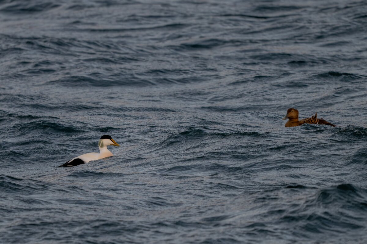 DPPhotography - Iceland - Common eider - AS.jpg - Common eider, pair - Keflavíkurhöfn