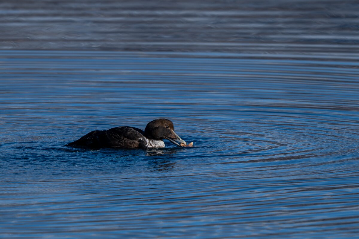 DPPhotography - Iceland - Common eider - C.jpg - Common eider, eating starfish - Eyjafjörður