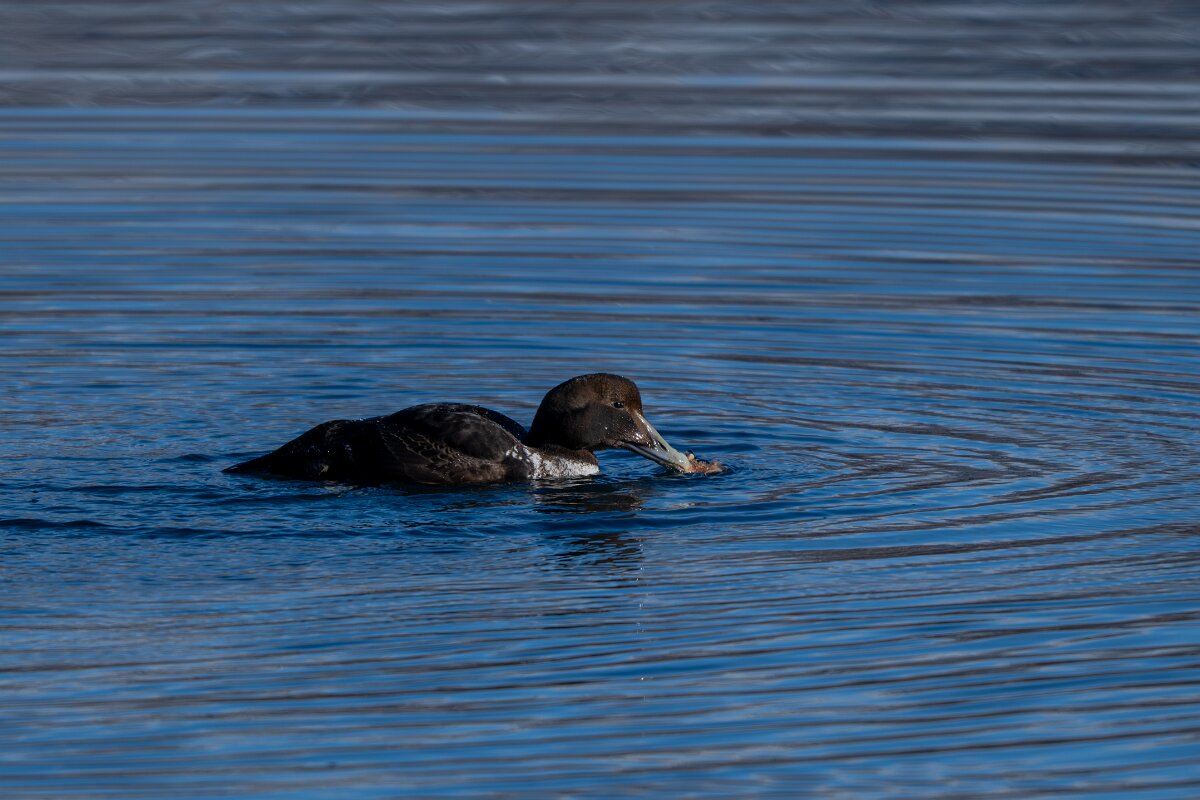 DPPhotography - Iceland - Common eider - D.jpg - Common eider, eating starfish - Eyjafjörður