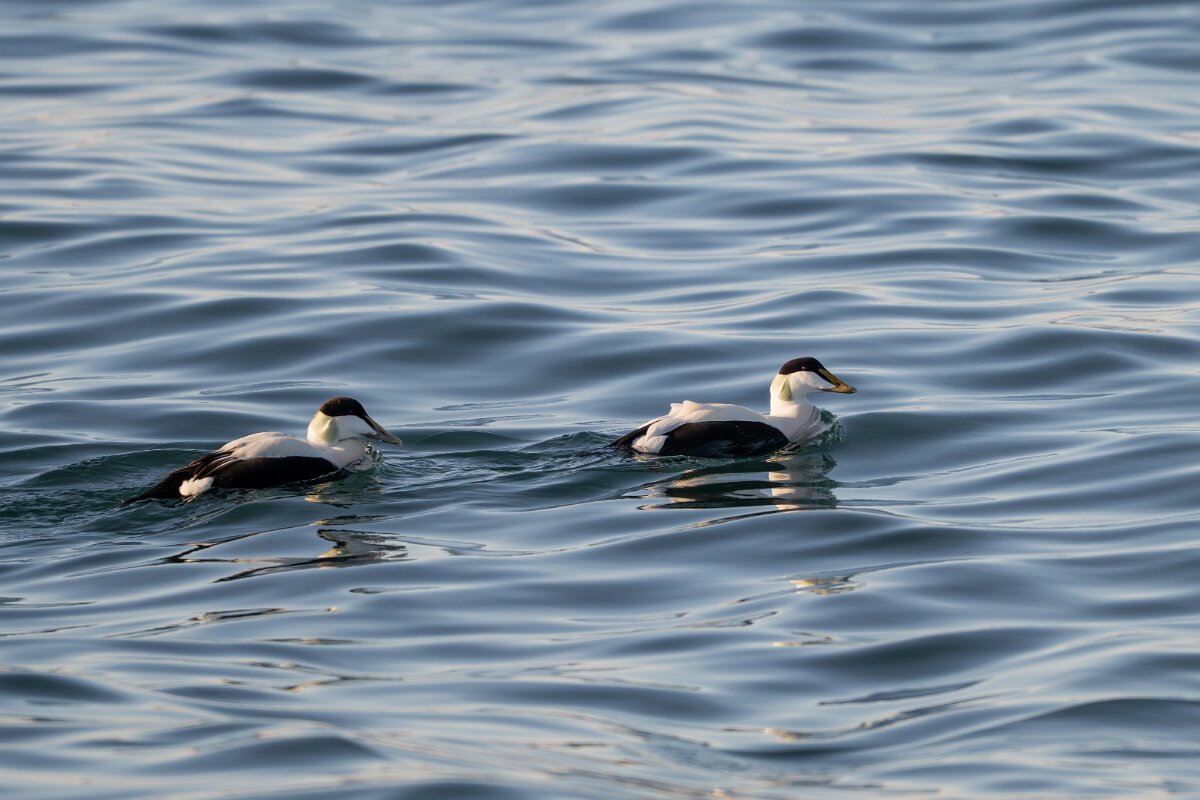 DPPhotography - Iceland - Common eider - E_2.jpg - Common eider, males - Húsavík Harbour