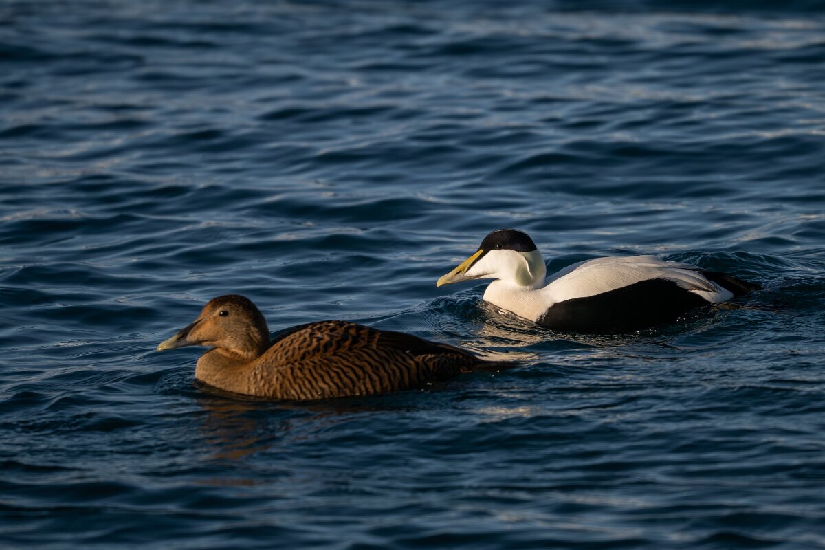 DPPhotography - Iceland - Common eider - H.jpg - Common eider, pair - Húsavík Harbour