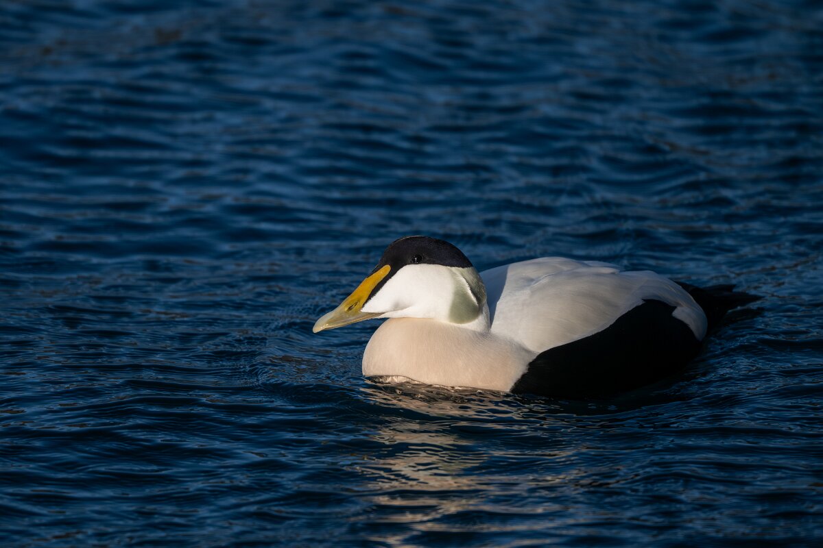 DPPhotography - Iceland - Common eider - J.jpg - Common eider, male - Húsavík Harbour