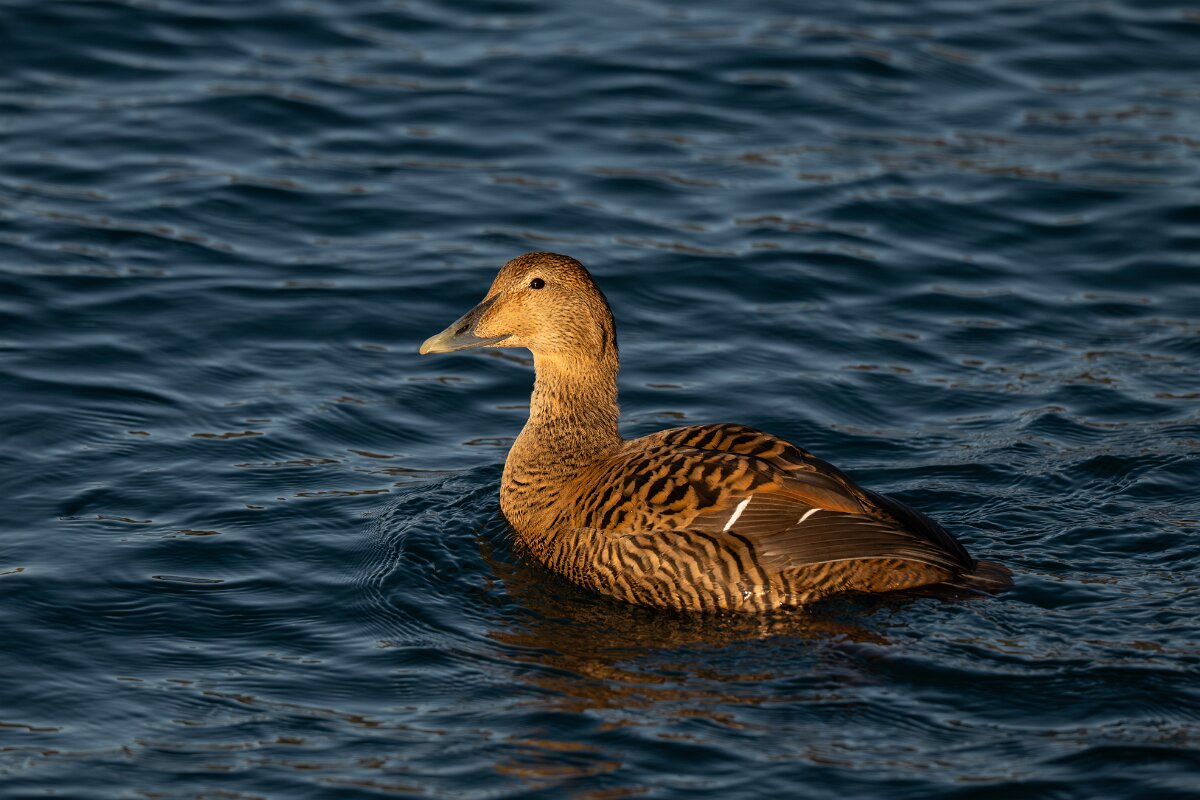 DPPhotography - Iceland - Common eider - L.jpg - Common eider, female - Húsavík Harbour