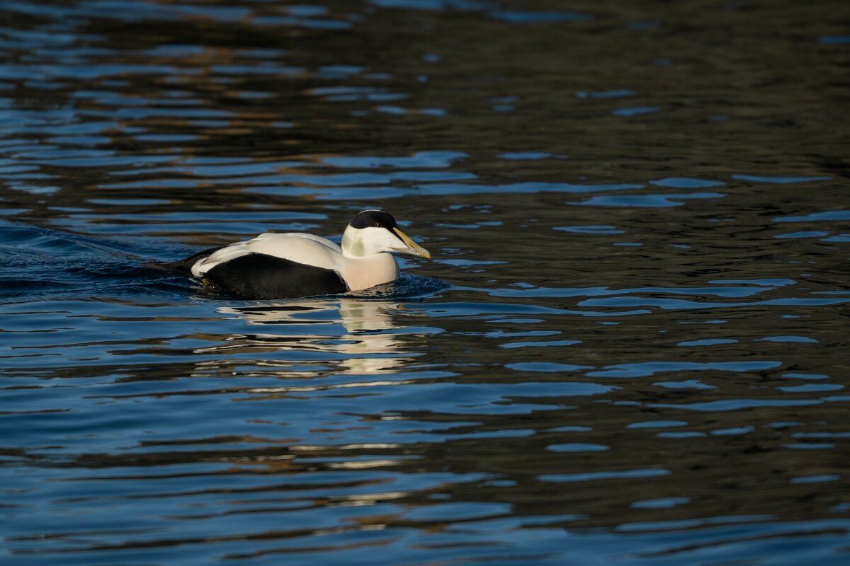 DPPhotography - Iceland - Common eider - N.jpg - Common eider, male - Húsavík Harbour