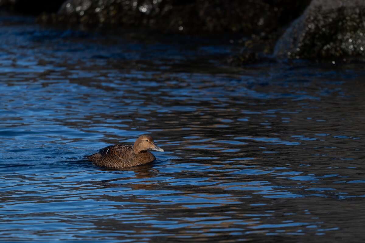 DPPhotography - Iceland - Common eider - O.jpg - Common eider, female - Húsavík Harbour