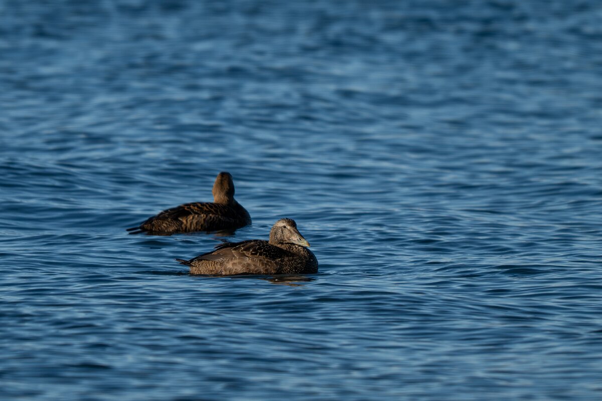 DPPhotography - Iceland - Common eider - P.jpg - Common eider, females - Húsavík Harbour