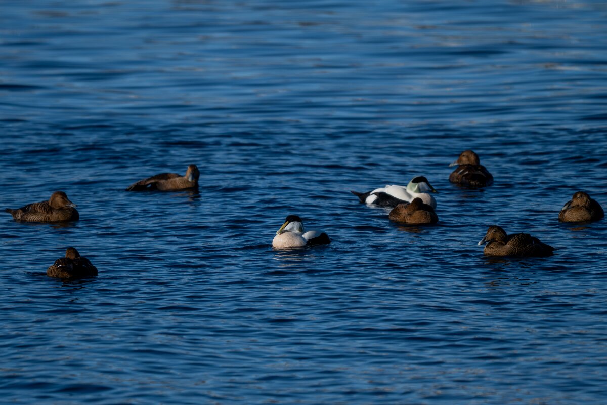DPPhotography - Iceland - Common eider - R.jpg - Common eider, flock - Húsavík Harbour