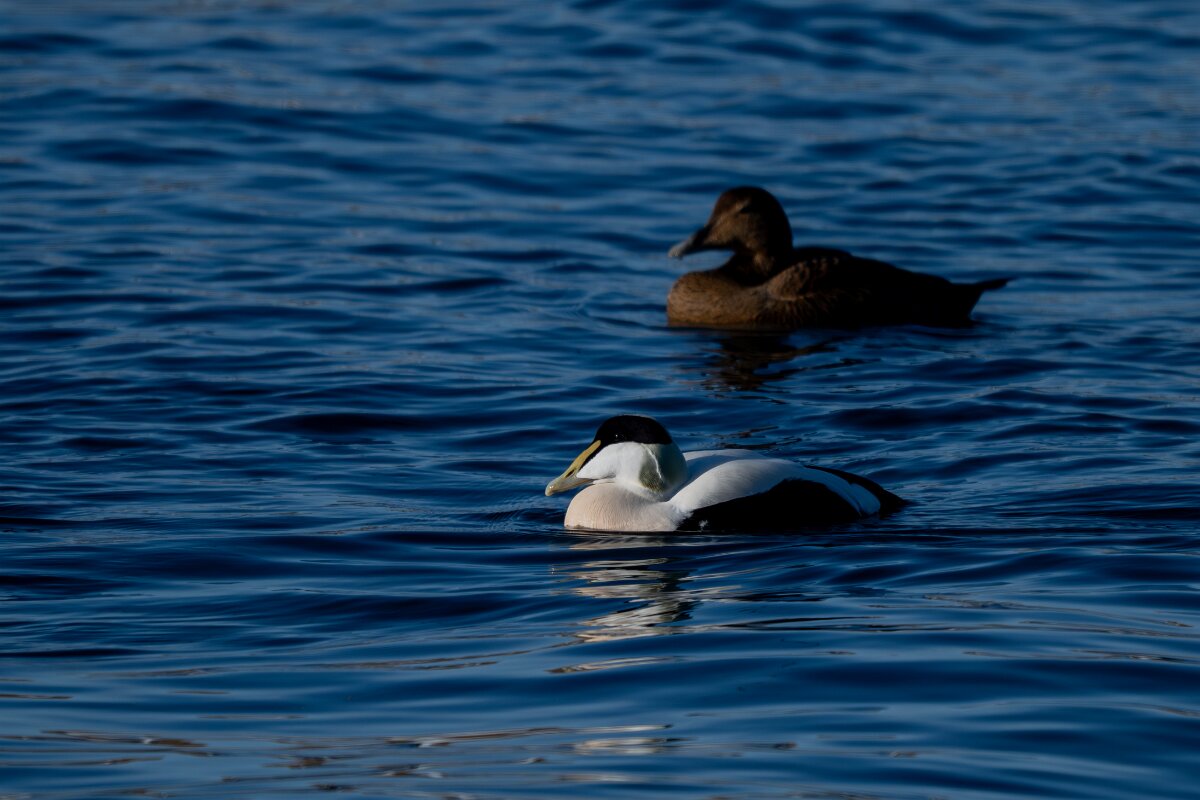 DPPhotography - Iceland - Common eider - S.jpg - Common eider, pair - Húsavík Harbour