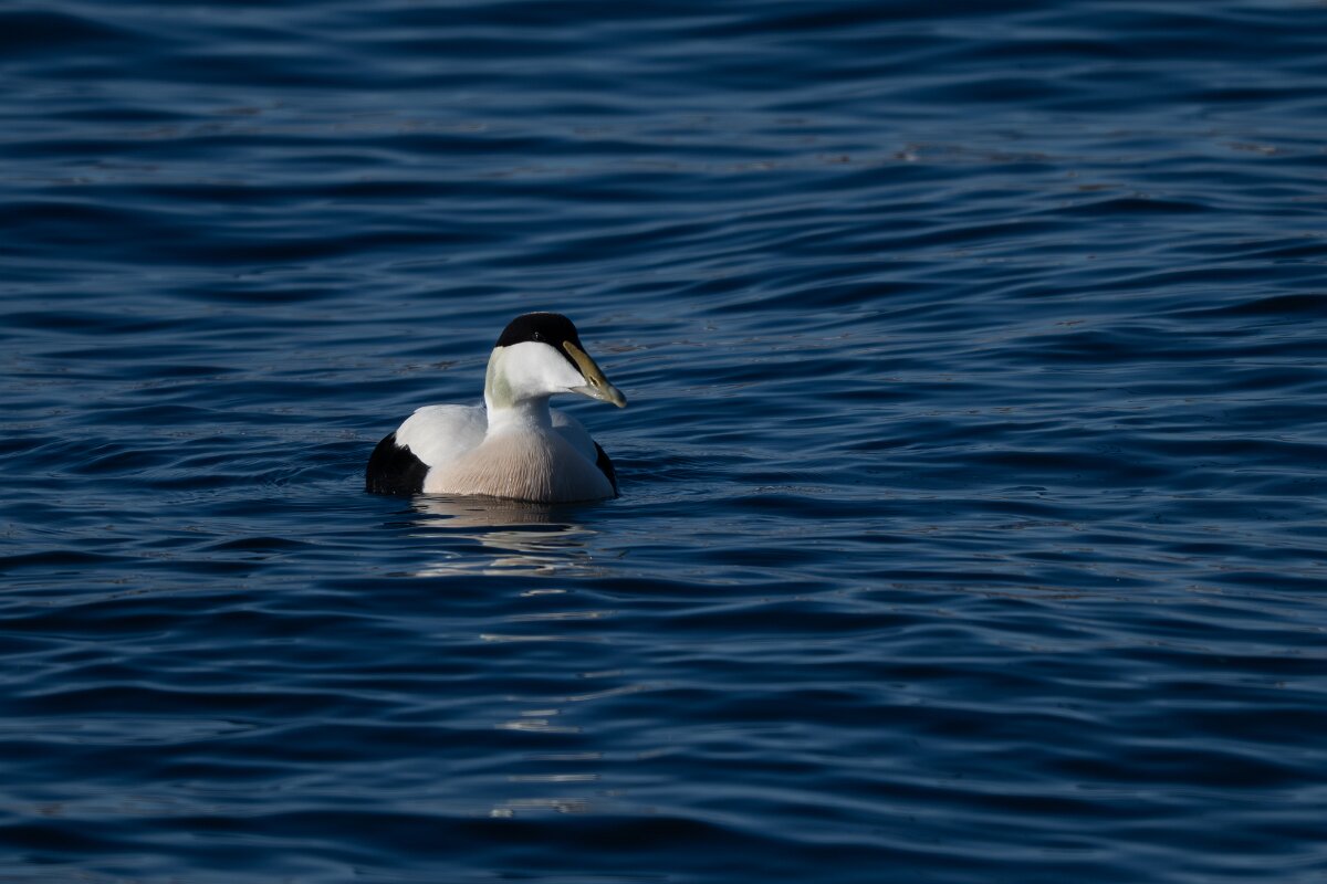 DPPhotography - Iceland - Common eider - T.jpg - Common eider, male - Húsavík Harbour