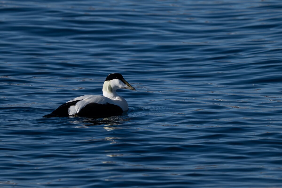 DPPhotography - Iceland - Common eider - U.jpg - Common eider, male - Húsavík Harbour