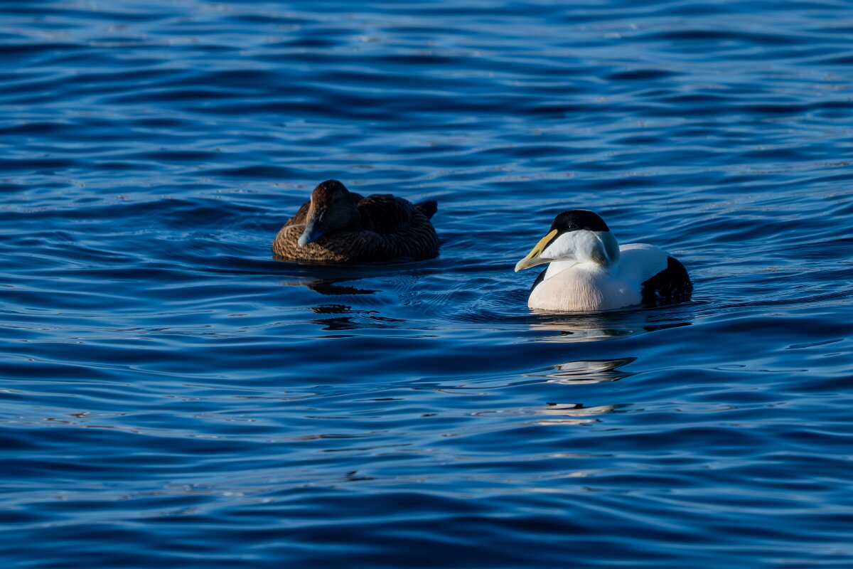 DPPhotography - Iceland - Common eider - V.jpg - Common eider, pair - Húsavík Harbour