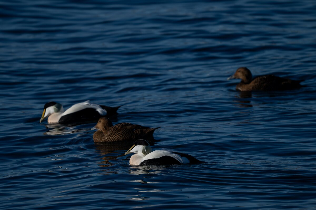 DPPhotography - Iceland - Common eider - W.jpg - Common eider, flock - Húsavík Harbour