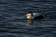 DPPhotography - Iceland - Common eider - AD