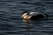 DPPhotography - Iceland - Common eider - AE