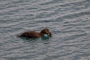 DPPhotography - Iceland - Common eider - AH