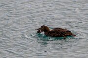 DPPhotography - Iceland - Common eider - AO