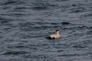 DPPhotography - Iceland - Common eider - AR