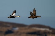 DPPhotography - Iceland - Common eider - B