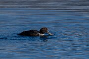 DPPhotography - Iceland - Common eider - D