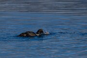DPPhotography - Iceland - Common eider - E