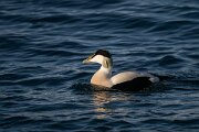 DPPhotography - Iceland - Common eider - G