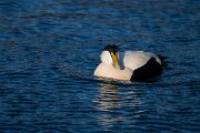 DPPhotography - Iceland - Common eider - I