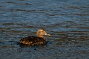 DPPhotography - Iceland - Common eider - M