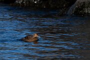 DPPhotography - Iceland - Common eider - O