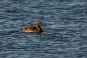 DPPhotography - Iceland - Common eider - Q