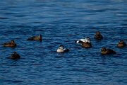 DPPhotography - Iceland - Common eider - R