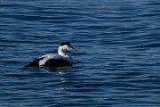 DPPhotography - Iceland - Common eider - U