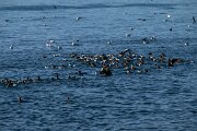 DPPhotography - Iceland - Common eider - X