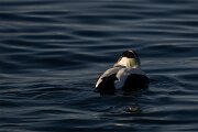DPPhotography - Iceland - Common eider - Y